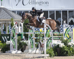 jumper Chris W (Hanoverian, 2013, from Carrico)