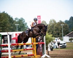 jumper Nozem 5 (KWPN (Royal Dutch Sporthorse), 2018, from Hampshire VDL)