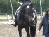 dressage horse Wega 338 (Oldenburg, 2005, from Mon Dieu)