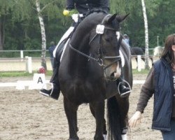 dressage horse Wega 338 (Oldenburg, 2005, from Mon Dieu)