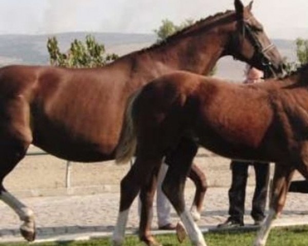 broodmare Kapri (Trakehner, 2002, from Ksant)