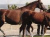 broodmare Kapri (Trakehner, 2002, from Ksant)