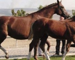 broodmare Kapri (Trakehner, 2002, from Ksant)