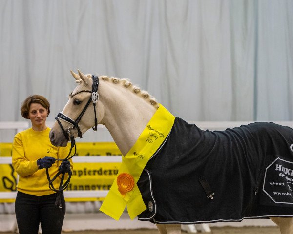 stallion Diamantino Gold T (German Riding Pony, 2019, from Dallmayr K)