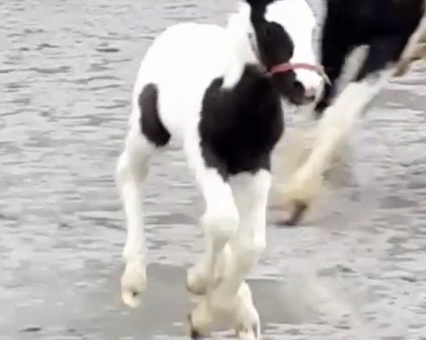 broodmare Valentina (Tinker / Irish Cob / Gypsy Vanner, 2018)
