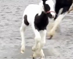 Zuchtstute Valentina (Tinker / Irish Cob / Gypsy Vanner, 2018)