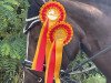 dressage horse Stella 1037 (German Riding Pony, 2007, from Cortino)