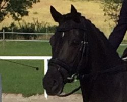 dressage horse Hesselteichs Chocolate (German Riding Pony, 2009, from Calvin Klein 23)