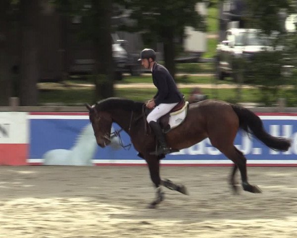 Reitturnier Westergellersen 2023