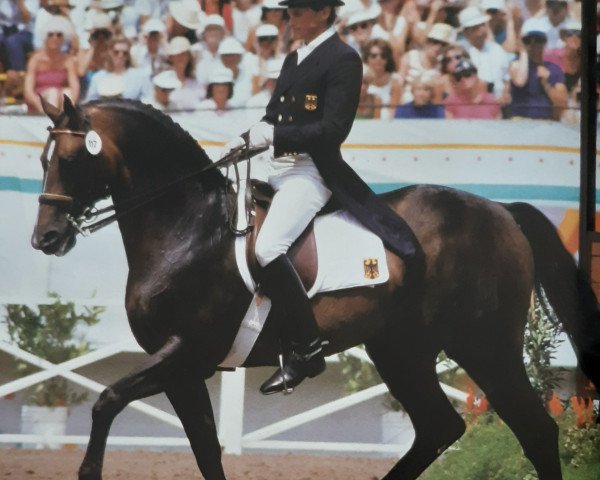 stallion Montevideo 4046 (Holsteiner, 1971, from Marlon xx)
