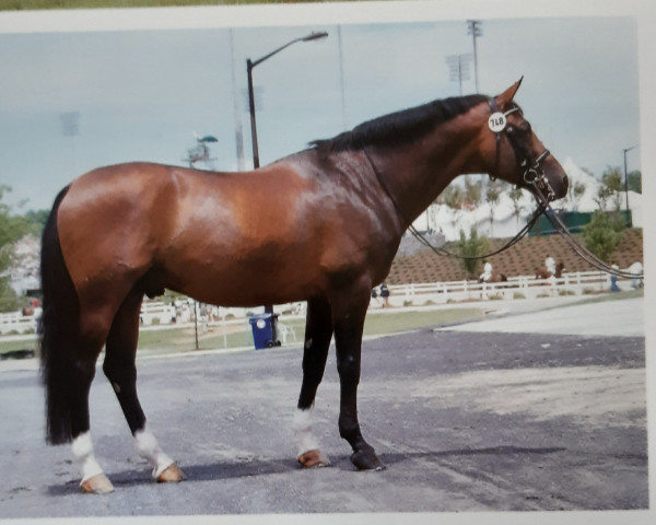stallion Peron (Trakehner, 1984, from Mahagoni)