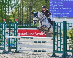 jumper Lounge 3 (Oldenburg show jumper, 2013, from Levisonn 208 FIN)