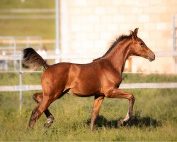 Springpferd Diacino (Hannoveraner, 2023, von Diamant de Plaisir II)