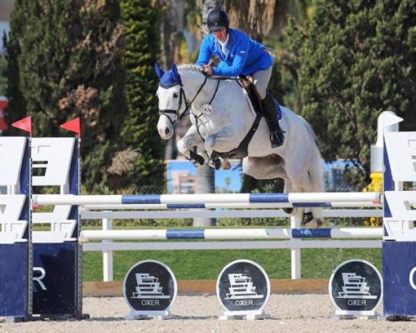 Springpferd Ibesi Cooper (KWPN (Niederländisches Warmblut), 2013, von Zambesi TN)