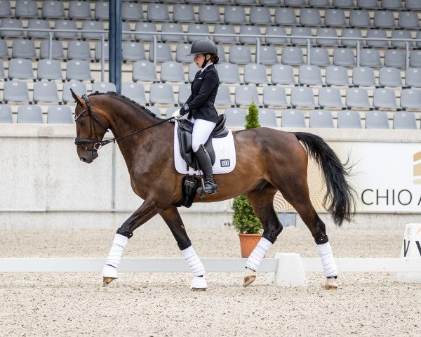 dressage horse My Total Dream (Hanoverian, 2018, from DSP Marc Cain)