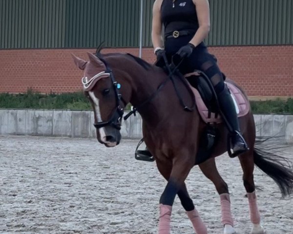 dressage horse Princess Neyla (German Riding Pony, 2008)