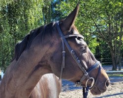 dressage horse Miss Marple AD (Oldenburg, 2017, from E.H. Millennium)