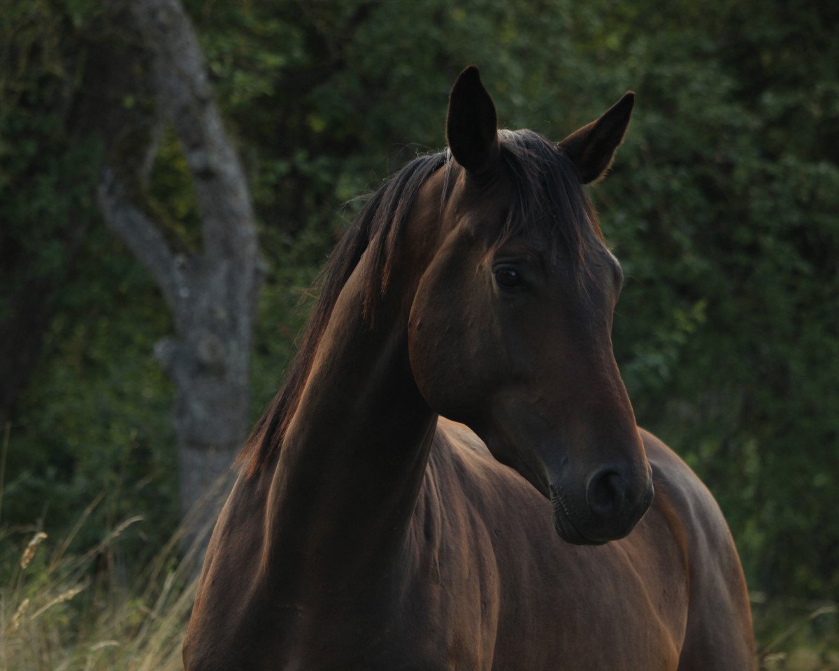 Dressurpferd Tarik (Trakehner, 2021, von Integer)