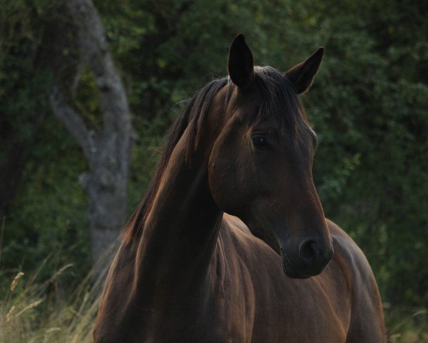 dressage horse Tarik (Trakehner, 2021, from Integer)