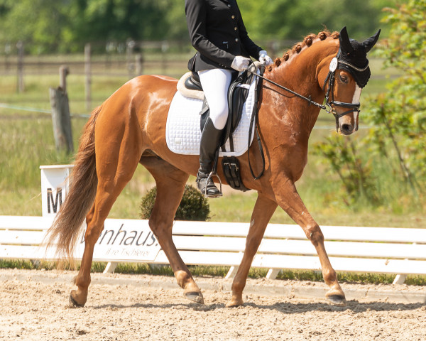 dressage horse Dancer (Westphalian, 2017, from Danny Gold)