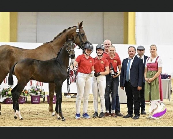 dressage horse Caipirinha FH (Austrian Warmblood, 2023, from Indian Rock)