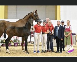 Dressurpferd Caipirinha FH (Österreichisches Warmblut, 2023, von Indian Rock)