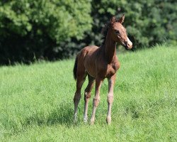 Springpferd Charly Braun (Oldenburger, 2023, von Casiro I)