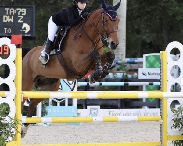 jumper Bernardo DW Z (Zangersheide riding horse, 2011, from Bamako de Muze)