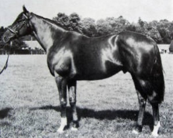 stallion Sallymount xx (Thoroughbred, 1956, from Tudor Minstrel xx)