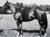 stallion Sallymount xx (Thoroughbred, 1956, from Tudor Minstrel xx)