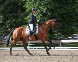 broodmare Nenelope W (Austrian Warmblood, 2010, from Königsmarck)