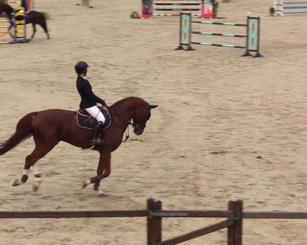 Reitturnier Westergellersen 2023