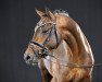 stallion Delicado (German Riding Pony, 2019, from Dreiklang AT)