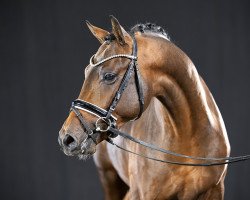 stallion Delicado (German Riding Pony, 2019, from Dreiklang AT NRW)