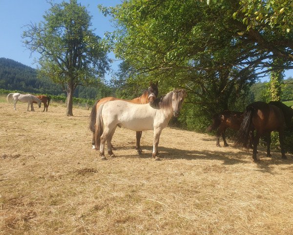 horse Occardo (Fjord Horse, 2015, from Orkus)