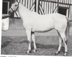 broodmare Grey Goose xx (Thoroughbred, 1966, from Grey Sovereign xx)