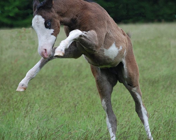 horse Classic Monty Mccue (Paint Horse, 2014, from Classic Raven JB)