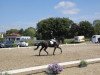 dressage horse Darcy 33 (Westphalian, 2018, from Dettori)