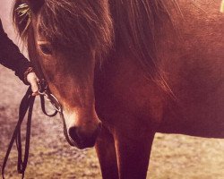 broodmare Dáø frá Laugavöllum (Iceland Horse, 2001)