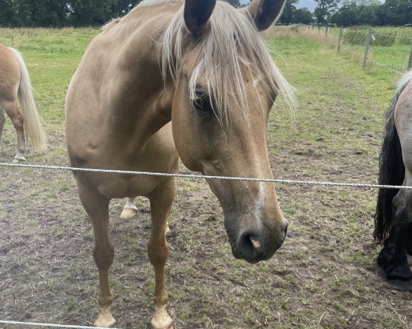 broodmare Florencia Gold (Oldenburg, 2010, from Fuechtels Floriscount OLD)