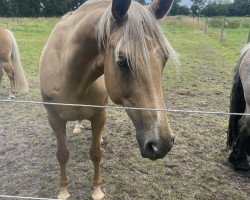 broodmare Florencia Gold (Oldenburg, 2010, from Fuechtels Floriscount OLD)