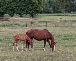 eventing horse Lareion (Oldenburg, 2023, from Areion H)