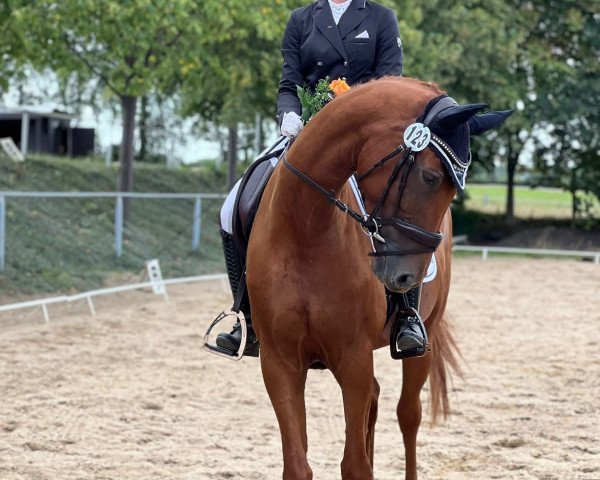 dressage horse Quibelle de La Cour 4 (Oldenburg, 2018, from Sezuan)