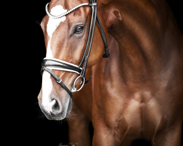 dressage horse Little Joe 415 (Oldenburg, 2010, from Blue Hors Leredo)