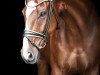 dressage horse Little Joe 415 (Oldenburg, 2010, from Blue Hors Leredo)