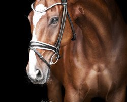 dressage horse Little Joe 415 (Oldenburg, 2010, from Blue Hors Leredo)