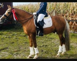 dressage horse D'Hugo (German Riding Pony, 2014, from Dempsey R)