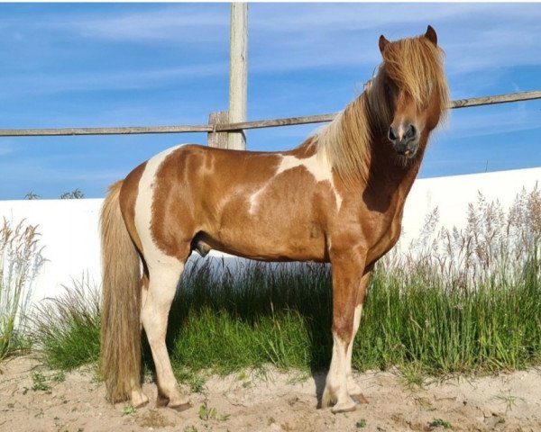 stallion Magnus vom Buschberge (Iceland Horse, 2016, from Heimir fra Budardal)