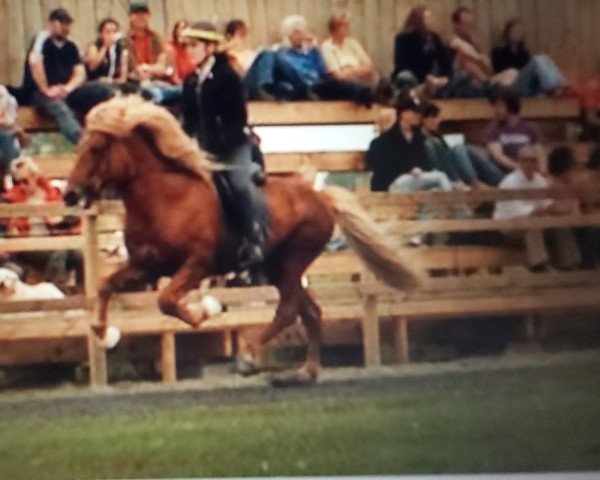 Deckhengst Heimir fra Budardal (Islandpferd, 1995, von Otur frá Sauðárkróki)