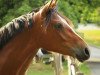 dressage horse Daichgräber MF (German Riding Pony, 2022, from Doppelklang)